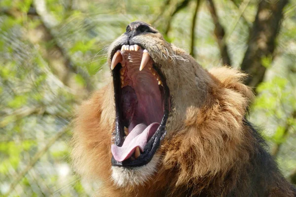 Last Remaining Asiatic Lions Gir Asiatic Lion Aggressive Mood — Stock Photo, Image