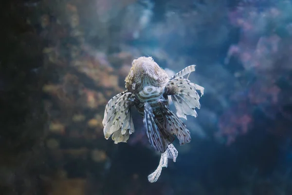 Подводный Вид Европейскую Обыкновенную Каракатицу Sepia Officinalis — стоковое фото