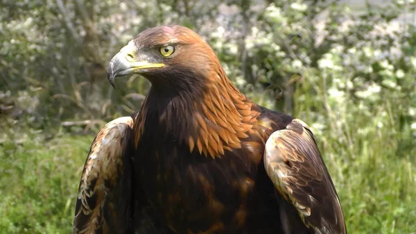 Steenarend Aquila Chrysaetos Een Van Bekendste Roofvogels Het Noordelijk Halfrond — Stockfoto
