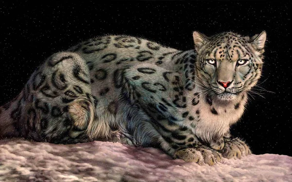 Bílý Sněžný Leopard Leží Pronikavýma Žlutýma Očima — Stock fotografie