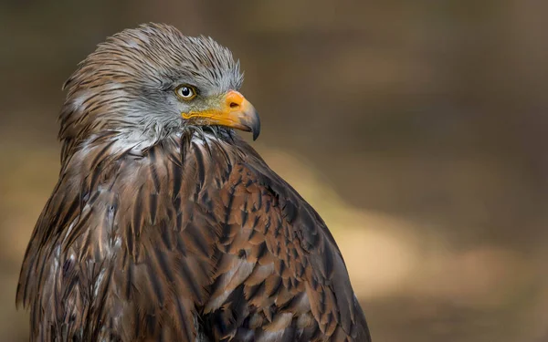 Επιλεκτικά Όμορφη Εικόνα Του Κόκκινου Αετό Ψάχνει Για Λεία — Φωτογραφία Αρχείου