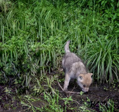 Çekoslovakya kurt köpeğinin yiyecek arayışının ve ilkbaharda doğada yürümesinin seçici görüntüsü