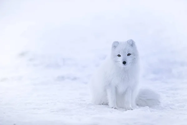 Selektywny Obraz Lisa Arktycznego Śniegu Zimą — Zdjęcie stockowe