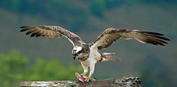 Szelektív Kép Osprey Birds Hozta Halat Fiatal Strucc Madarak — Stock Fotó