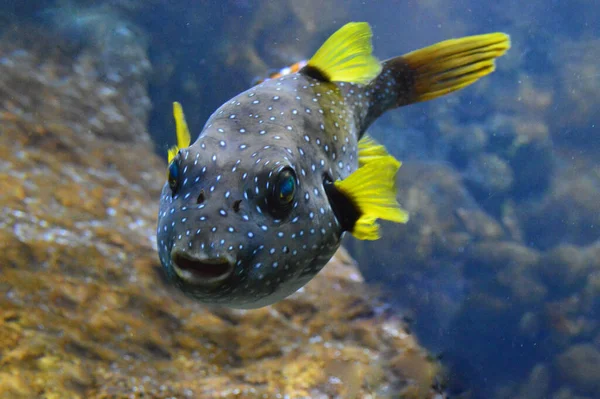 화이트 호흡기 Arothron Hispidus 입니다 물고기 — 스톡 사진