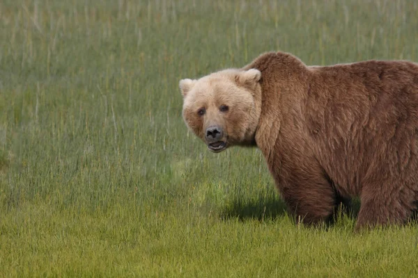 夏の霧の中を歩くヒグマのオスの姿を選択的に撮影しました 褐色のクマは背景にぼんやりとした北極の森 — ストック写真