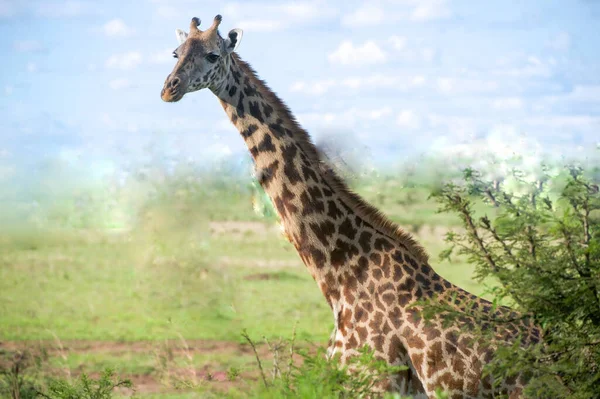 Жираф Перед Горой Килиманджаро Национальный Парк Амбосели Кения — стоковое фото