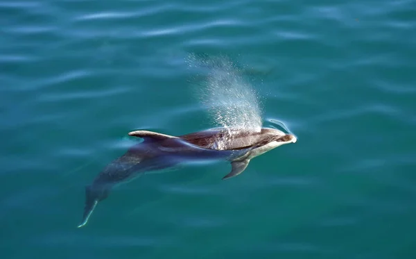 白嘴海豚在开阔海域水下游动的选择性图像 — 图库照片