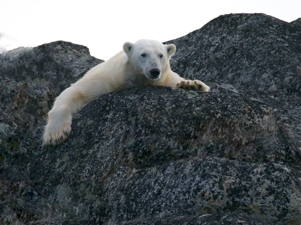 野生の北極熊ウルス マリティマスは カナダのマニトバ州マニトバ州チャーチル近くの北カナダの尾根から見下ろす近くにあります — ストック写真