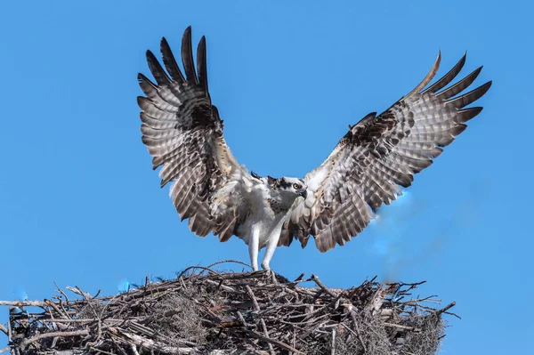 Selectief Beeld Van Osprey Birds Bracht Vis Voor Jonge Visarenden — Stockfoto