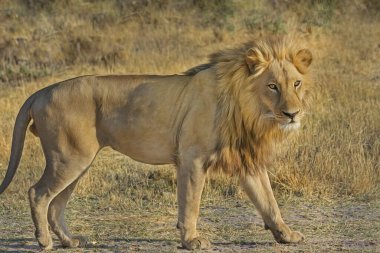 Gir Ormanı 'nda özgürce yürüyen Aslan' ın seçici görüntüsü