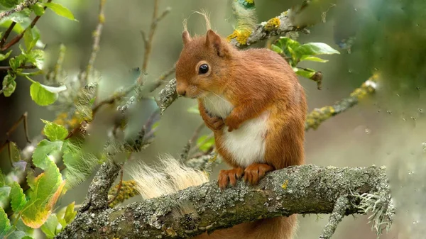 Επιλεκτική Εικόνα Του Κόκκινου Σκίουρου Τρωκτικό Σκίουρος Κάθεται Ένα Δέντρο — Φωτογραφία Αρχείου