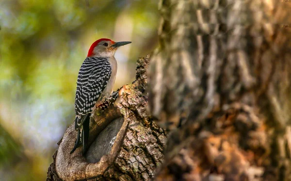 selective image of red bellied woodpecker birds looking for bugs on a dead tree