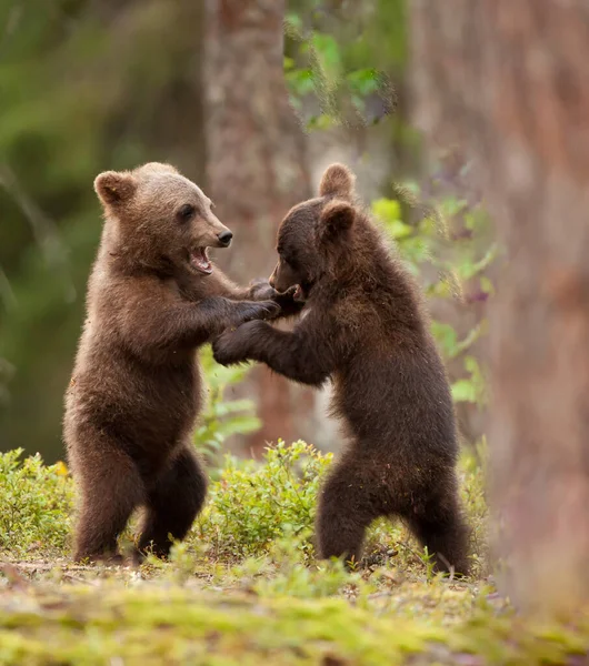 Селективный Образ Двух Медвежат Гризли Играющих Лесу — стоковое фото