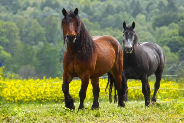 Imagem Seletiva Dois Cavalos Pretos Vermelhos Estão Terra Grama Verde — Fotografia de Stock