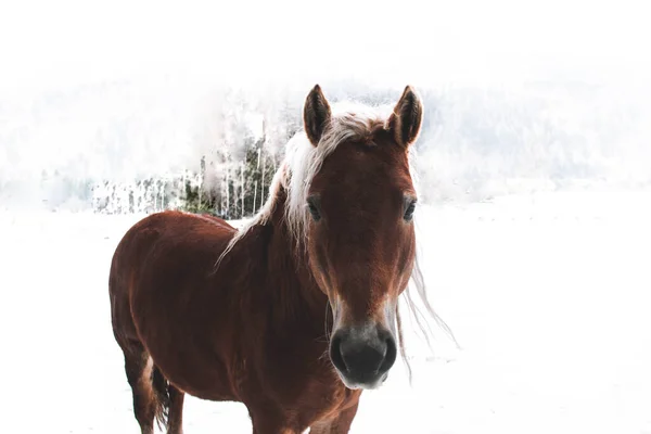 Selektivní Obraz Koně Haflinger Cválajícího Sněhu — Stock fotografie