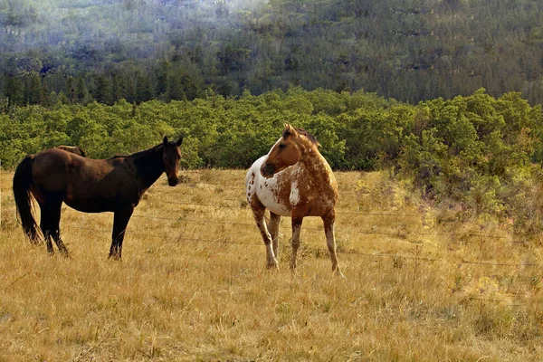 2頭の黒馬と茶色の馬が茶色の草原に立っています — ストック写真
