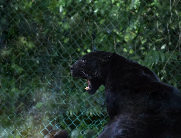 Image Sélective Panthère Noire Assis Dans Zoo Avec Fond Flou — Photo