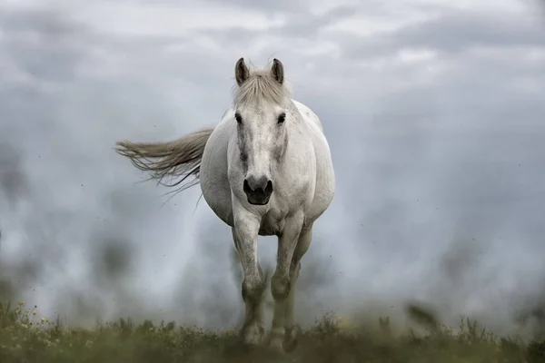 Selektivní Obraz Bílého Koně Cválajícího Pláži — Stock fotografie