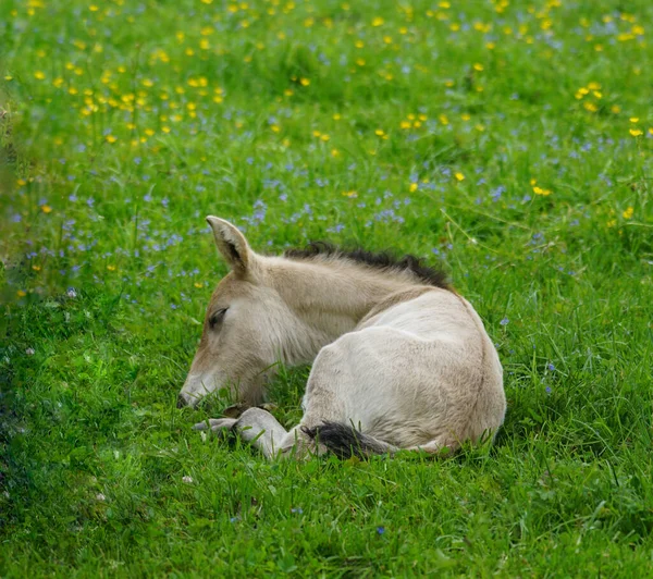 Dormir Branco Cavalo Esporte Potro Gramado Verde Livre Frio Primavera — Fotografia de Stock