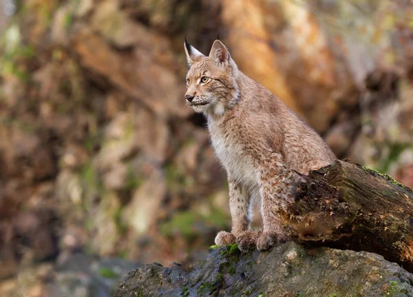 Młody Ryś Euroazjatycki Lynx Lynx Wspinający Się Skałę Jesiennym Lasem — Zdjęcie stockowe