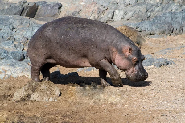 Image Sélective Mâle Hippopotame Agressif — Photo