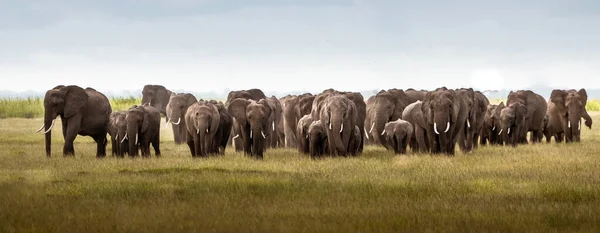 Многие Слоны Разгуливают Зеленой Поляне — стоковое фото