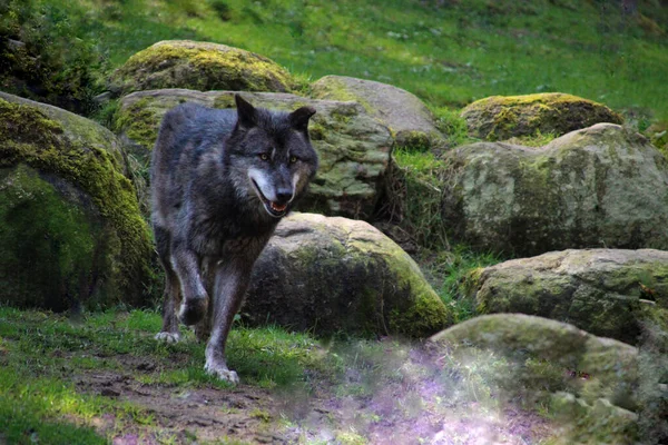 Image Sélective Loup Eurasienanimal Sortant Des Montagnes Rocheuses — Photo