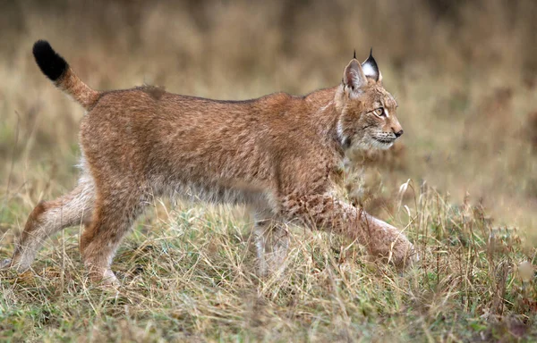 Ryś Eurazjatycki Lynx Lynx Znany Również Jako Ryś Europejski Lub — Zdjęcie stockowe