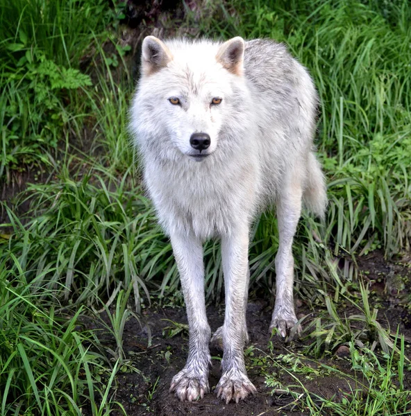 Dziki Wilk Arktyczny Białym Futrem Stojącym Odwracającym Wzrok Lesie Dziennym — Zdjęcie stockowe