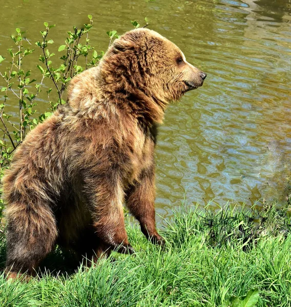 グリズリークマの選択的なイメージ水泳後に水から出てくる動物 — ストック写真