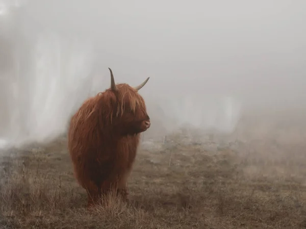天然の冬における赤牛の選択的イメージ — ストック写真