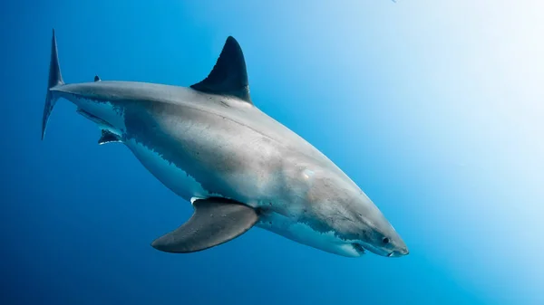 Imagem Seletiva Grande Tubarão Branco Sob Águas Azuis Profundas — Fotografia de Stock