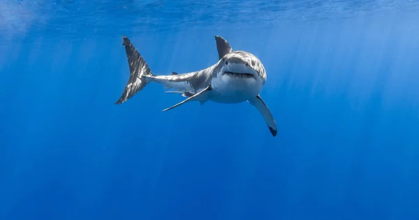 Selektivní Obrázek Velrybího Žraloka Tlama — Stock fotografie