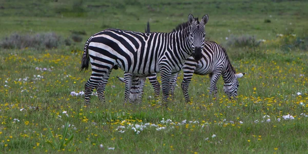 Szelektív Kép Párok Zebra Állni Sárga Fehér Virágok Mező — Stock Fotó