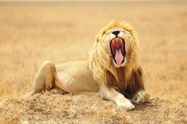Селективное Изображение Варварского Льва Сидящего Золотой Траве Большим Открытым Ртом — стоковое фото