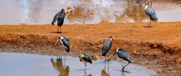 Selektives Bild Von Marabou Storch Undertaker Vogel Und Geier Wasser — Stockfoto