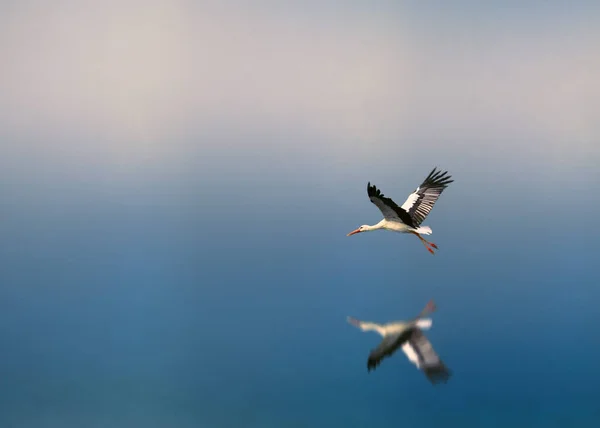 Der Weißstorch Der Storchenfamilie Ist Flug Den See Sehen — Stockfoto