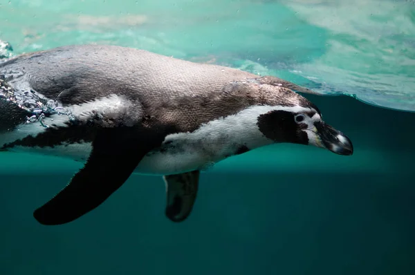 Вибіркове Зображення Пінгвіна Плаває Морським Життям Підводного Океану Пінгвін Поверхні — стокове фото