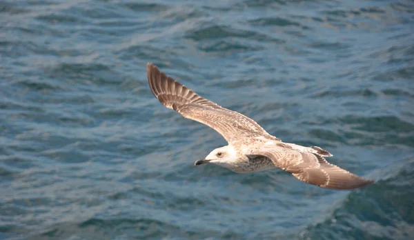 Selective Image Sea Gulls Flight — Stock Photo, Image