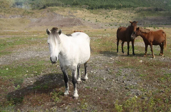 Imagem Seletiva Cavalos Brancos Vermelhos Paisagem Acidentada — Fotografia de Stock
