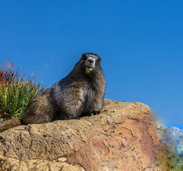 Image Sélective Marmotte Marmota Monax Assise Sur Tronc Tombé Ses — Photo