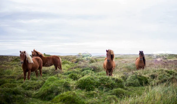 Selektivní Obraz Červeného Nebo Hnědého Koně Dlouhou Hřívou Pastvině — Stock fotografie
