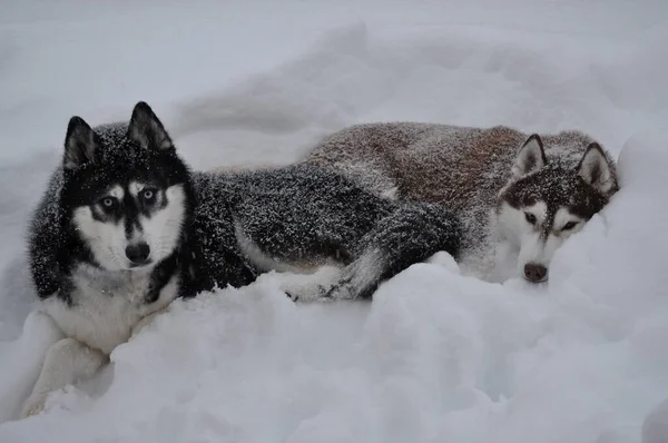 Mavi Gökyüzüne Karşı Iki Sibirya Köpeğinin Kış Portresinin Seçici Görüntüsü — Stok fotoğraf