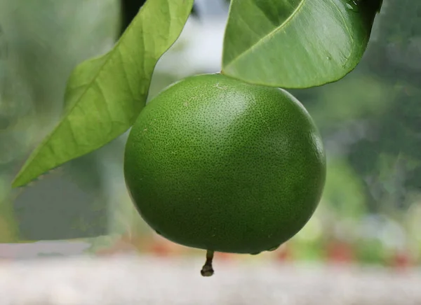 ツリー上の新鮮なルオハングオ植物の果実の選択的なイメージ — ストック写真