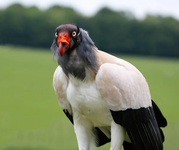 Selective Close Portrait Image King Vulture Green Background — Stock Photo, Image