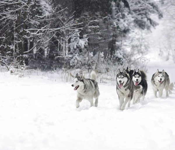 Хаскі Санки Собака Біжить Снігу — стокове фото