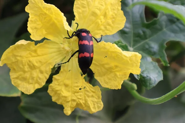 Imagen Selectiva Hycleus Escarabajo Alimenta Flor Clima Cálido Verano — Foto de Stock