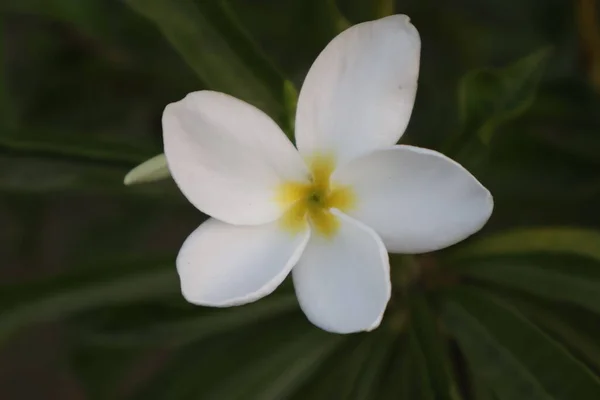 Bir Çiçeğin Seçici Odak Görüntüsü Periwinkle Daha Plumeria Pudica Doğal — Stok fotoğraf