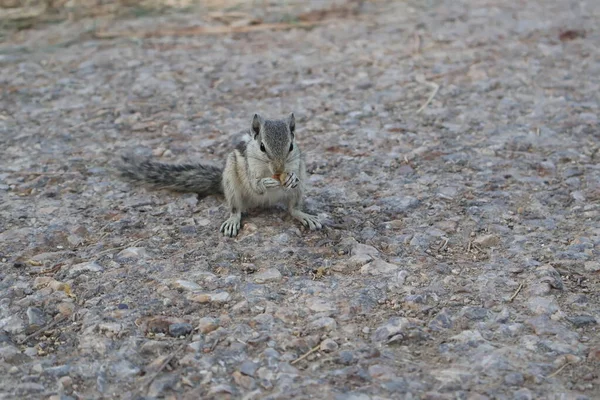 Wybiórczy Obraz Małego Wiewiórki Paski Wiewiórka Stojącego Jedzącego Orzecha — Zdjęcie stockowe
